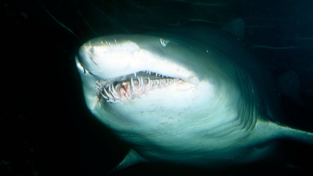 Za řádění žraloků v Hurghadě může islámská pouť do Mekky, tvrdí odborník